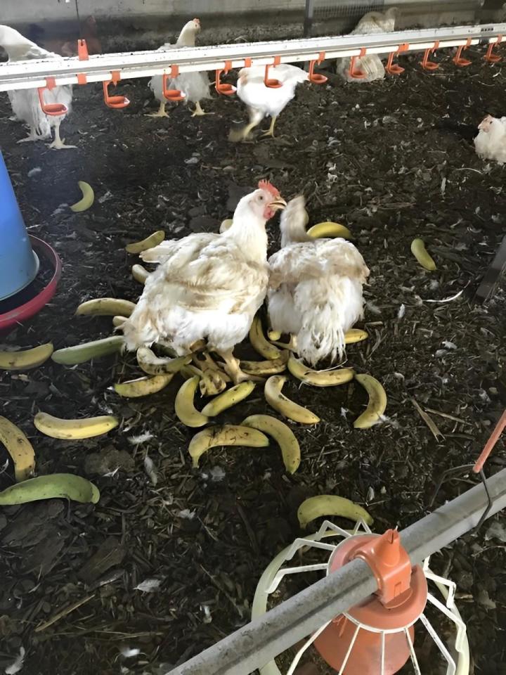 Vente de volailles Saint-Esprit