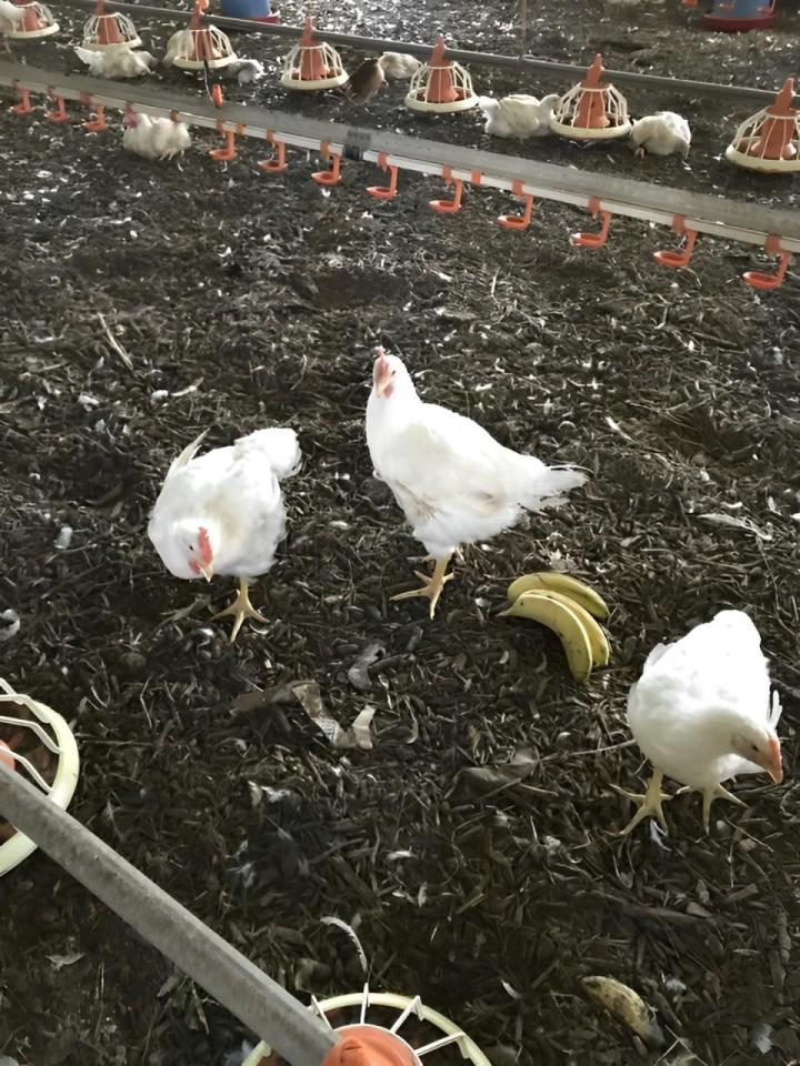 Vente de volailles bio Saint-Esprit