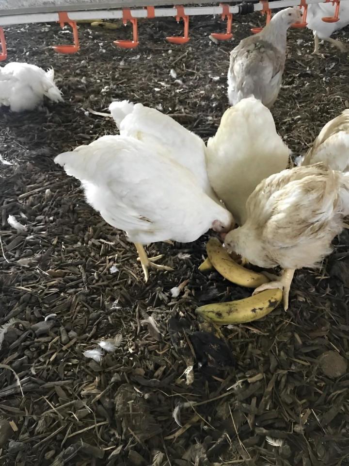 Vente de volailles Saint-Esprit