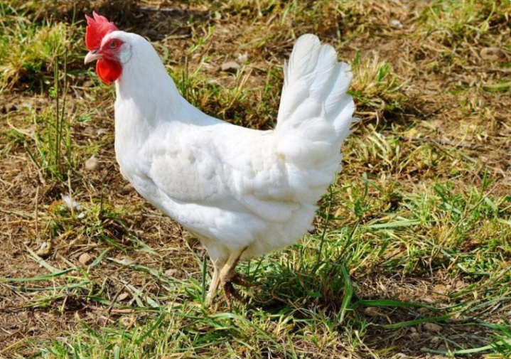 Vente de volailles bio Saint-Esprit